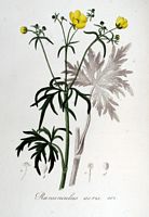Renoncule acre. Planche d'identification Flora batava. Cliquer pour agrandir l'image.