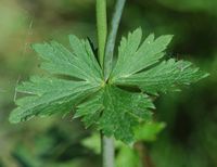 Renoncule acre. Feuille, narse d'Espinasse. Cliquer pour agrandir l'image.
