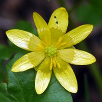 Renoncule ficaire. Fleur, Ceyssat. Cliquer pour agrandir l'image.