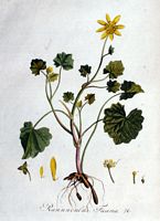 Renoncule ficaire. Planche d'identification Flora batava. Cliquer pour agrandir l'image.