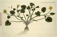 Renoncule ficaire. Planche d'identification Flora danica. Cliquer pour agrandir l'image.