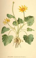 Renoncule ficaire. Planche d'identification flora Linnemand. Cliquer pour agrandir l'image.