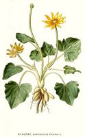 Renoncule ficaire. Planche d'identification Linnemand. Cliquer pour agrandir l'image.