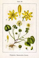 Renoncule ficaire. Planche d'identification Sturm. Cliquer pour agrandir l'image.