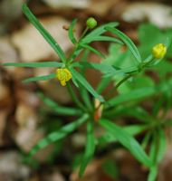 Renoncule tête d'or. Plante, Ceyssat. Cliquer pour agrandir l'image.