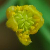 Renoncule tête d'or. Fleur, Ceyssat. Cliquer pour agrandir l'image.