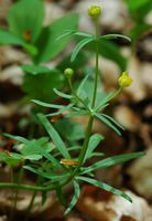Renoncule tête d'or. Plante, Ceyssat. Cliquer pour agrandir l'image.