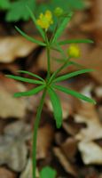 Renoncule tête d'or. Plante, Ceyssat. Cliquer pour agrandir l'image.