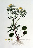 Renoncule tête d'or. Planche d'identification Flora batava. Cliquer pour agrandir l'image.