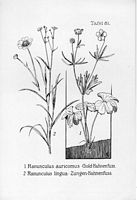 Renoncule tête d'or. Planche d'identification Oltmanns. Cliquer pour agrandir l'image.