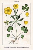 Renoncule tête d'or. Planche d'identification Sturm. Cliquer pour agrandir l'image.