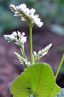 Renouée sarrasin. Fleur. Cliquer pour agrandir l'image.