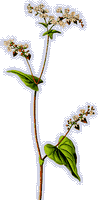 Renouée sarrasin. Dessin fleur. Cliquer pour agrandir l'image.