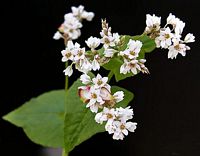 Renouée sarrasin. Fleur. Cliquer pour agrandir l'image.