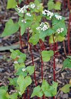 Renouée sarrasin. Plantes. Cliquer pour agrandir l'image.