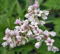 Renouée sarrasin. Fleurs. Cliquer pour agrandir l'image.