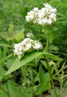 Renouée sarrasin. Fleurs. Cliquer pour agrandir l'image.
