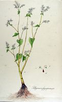 Renouée sarrasin. Planche d'identification kops. Cliquer pour agrandir l'image.
