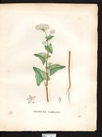 Renouée sarrasin. Planche d'identification Saint-hilaire. Cliquer pour agrandir l'image.