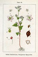 Renouée sarrasin. Planche d'identification Sturm. Cliquer pour agrandir l'image.