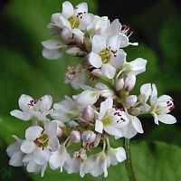 Renouée sarrasin. Fleurs. Cliquer pour agrandir l'image.