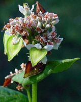 Renouée sarrasin. Fleurs. Cliquer pour agrandir l'image.