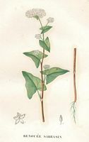 Renouée sarrasin. Planche d'identification. Cliquer pour agrandir l'image.