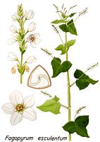 Renouée sarrasin. Planche d'identification. Cliquer pour agrandir l'image.