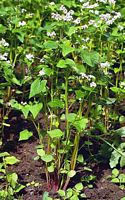 Renouée sarrasin. Plantes. Cliquer pour agrandir l'image.
