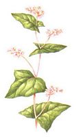 Renouée sarrasin. Dessin. Cliquer pour agrandir l'image.