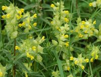 Rhinanthe mineur. Plantes, Sauterre. Cliquer pour agrandir l'image.