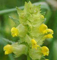 Rhinanthe mineur. Inflorescence, Sauterre. Cliquer pour agrandir l'image.