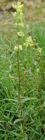 Rhinanthe mineur. Plante, Sauterre. Cliquer pour agrandir l'image.