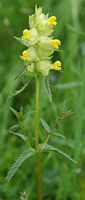 Rhinanthe mineur. Inflorescence, Sauterre. Cliquer pour agrandir l'image.