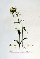 Rhinanthe mineur. Planche d'identification Flora batava. Cliquer pour agrandir l'image.