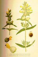 Rhinanthe mineur. A. Rhinanthe mineur. Cliquer pour agrandir l'image.
