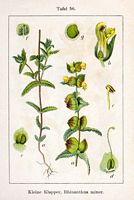Rhinanthe mineur. Planche d'identification Sturm. Cliquer pour agrandir l'image.