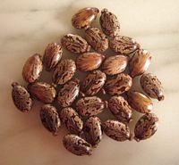 Ricin commun. Graines. Cliquer pour agrandir l'image.