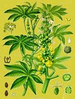 Ricin commun. Planche d'identification. Cliquer pour agrandir l'image.