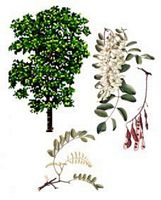 Robinier faux-acacia. Dessin d'identification. Cliquer pour agrandir l'image.