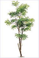 Robinier faux-acacia, Dessin de la silhouette. Cliquer pour agrandir l'image.