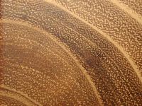 Robinier faux-acacia, Bois en coupe radiale. Cliquer pour agrandir l'image.