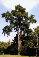 Robinier faux-acacia, Plante. Cliquer pour agrandir l'image.