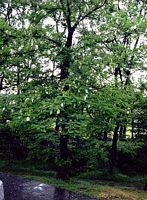 Robinier faux-acacia, Plante. Cliquer pour agrandir l'image.