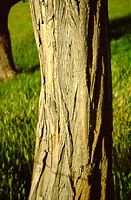 Robinier faux-acacia, Tronc. Cliquer pour agrandir l'image.