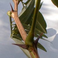Robinier faux-acacia, Tige, feuille et stipules epineux. Cliquer pour agrandir l'image.