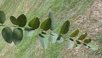Robinier faux-acacia, Feuille. Cliquer pour agrandir l'image.