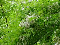 Robinier faux-acacia, Feuillage et fleurs. Cliquer pour agrandir l'image.