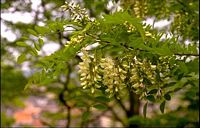 Robinier faux-acacia, Rameau en fleurs. Cliquer pour agrandir l'image.