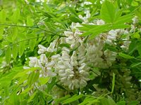 Robinier faux-acacia, Fleurs. Cliquer pour agrandir l'image.
